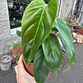 img_1990