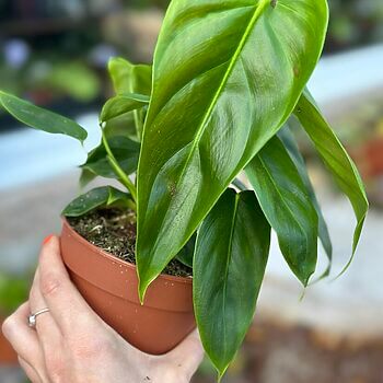 Philodendron Esmeraldense Narrow Aroid 12cm pot Houseplants 12cm plant