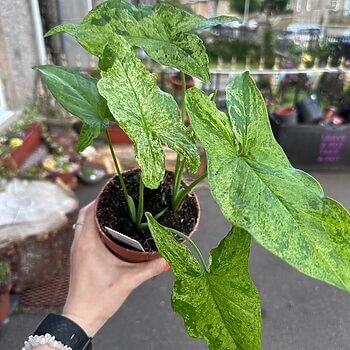 Syngonium Mottled Mojito Arrowhead Plant 12cm pot Houseplants 2