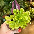 Carnivorous Butterwort Pinguicula Houseplant