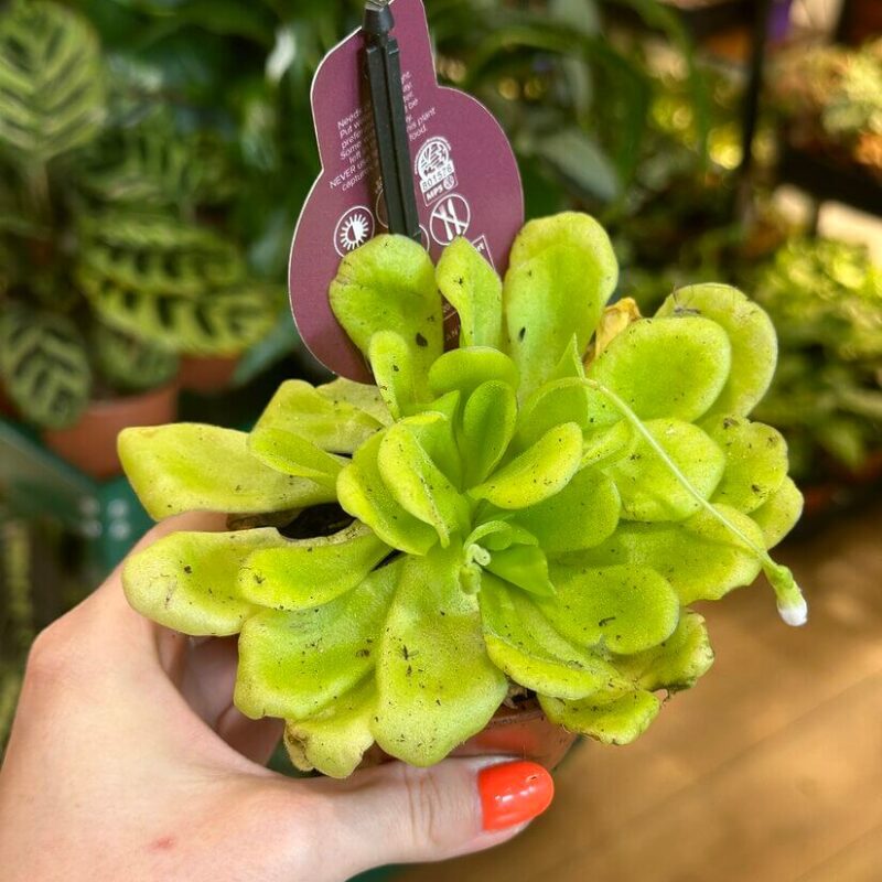 img_2015 Carnivorous Butterwort Pinguicula Houseplant