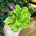Carnivorous Butterwort Pinguicula Houseplant