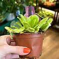 Carnivorous Butterwort Pinguicula Houseplant