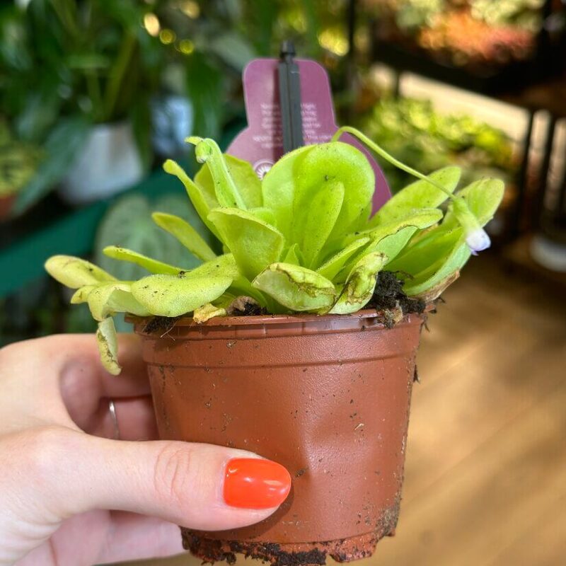 img_2017 Carnivorous Butterwort Pinguicula Houseplant