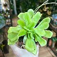 Carnivorous Butterwort Pinguicula Houseplant