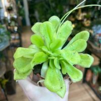 Carnivorous Butterwort Pinguicula Houseplant