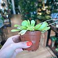 Carnivorous Butterwort Pinguicula Houseplant