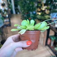 Carnivorous Butterwort Pinguicula Houseplant