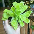 Carnivorous Butterwort Pinguicula Houseplant