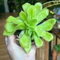 Carnivorous Butterwort Pinguicula Houseplant