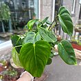 img_2040