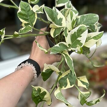 N Joy Pothos Epipremnum Aureum 12cm pot Hanging & Trailing 12cm plant