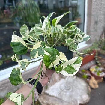 N Joy Pothos Epipremnum Aureum 12cm pot Hanging & Trailing 12cm plant 2
