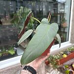 Philodendron Atabapoense Aroid 12cm pot