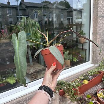 Philodendron Atabapoense Aroid 12cm pot Houseplants 12cm plant 2