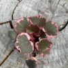Saxifraga Stolonifera Strawberry Begonia 6cm