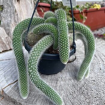 Monkey Tail Cactus Cleistocactus Colademononis 14cm pot Hanging & Trailing cactus