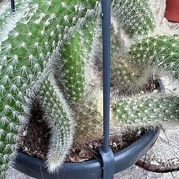 Monkey Tail Cactus Cleistocactus Colademononis 14cm pot Hanging & Trailing cactus 2
