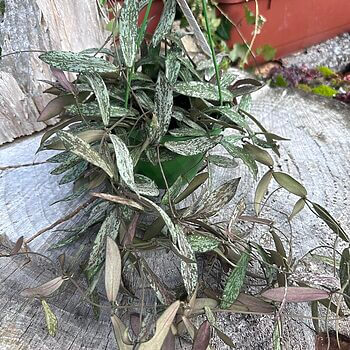 Hoya Sigillatis Flowering Diva 14cm pot Hanging & Trailing hoya 2