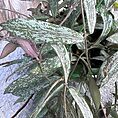 img_2354