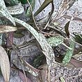 img_2355
