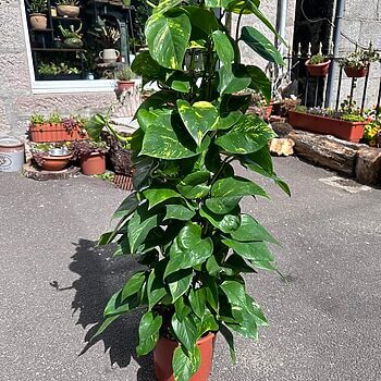 Philodendron Devils Ivy Golden Pothos 24cm pot 120cm height Hanging & Trailing easy care 2