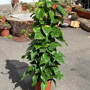 Philodendron Devils Ivy Golden Pothos 24cm pot 120cm height Hanging & Trailing easy care