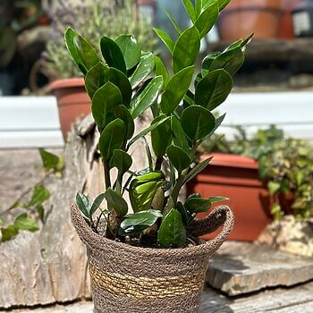 Rustic Brown Seaweed Natural Basket Planter For 12cm pot Plant Accessories basket