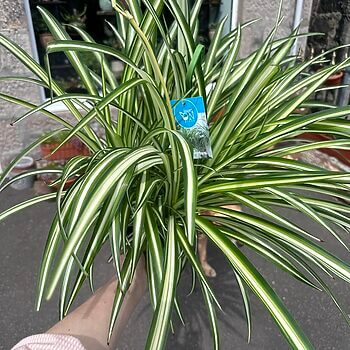 Chlorophythum Vittatum Spider Plant 21cm pot Pet Friendly air purifying 2