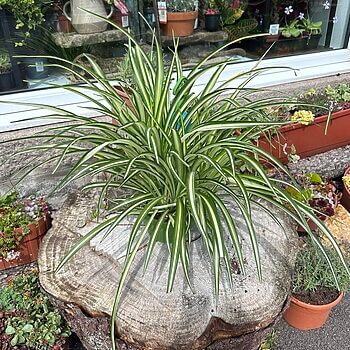 Chlorophythum Vittatum Spider Plant 21cm pot Pet Friendly air purifying