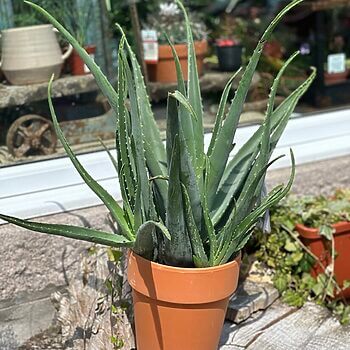 Aloe Vera Large 21cm Terracotta pot Houseplants air purifying 2