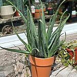 Aloe Vera Large 21cm Terracotta pot