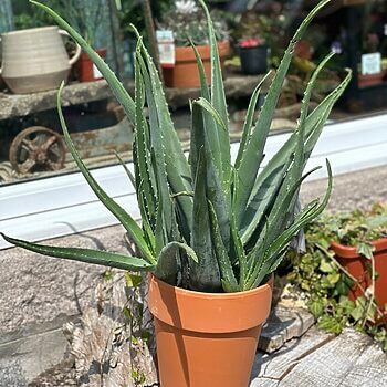 Aloe Vera Large 21cm Terracotta pot Houseplants air purifying