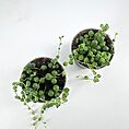 Vibrant indoor succulents in black pots against a white background, showcasing natural beauty.