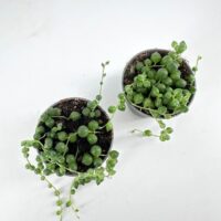 Vibrant indoor succulents in black pots against a white background, showcasing natural beauty.