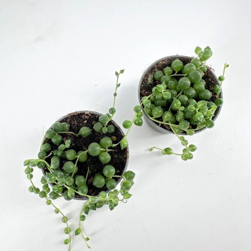 Charming Indoor Succulents in Elegant Black Pots Vibrant indoor succulents in black pots against a white background, showcasing natural beauty.