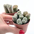 A close-up of Lithops succulents, their vibrant patterns and stone-like appearance creating a stunning natural display, perfect for sunny indoor spaces