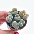 A close-up of Lithops succulents, their vibrant patterns and stone-like appearance creating a stunning natural display, perfect for sunny indoor spaces