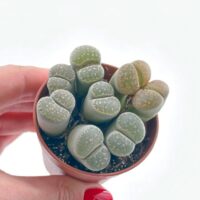 A close-up of Lithops succulents, their vibrant patterns and stone-like appearance creating a stunning natural display, perfect for sunny indoor spaces