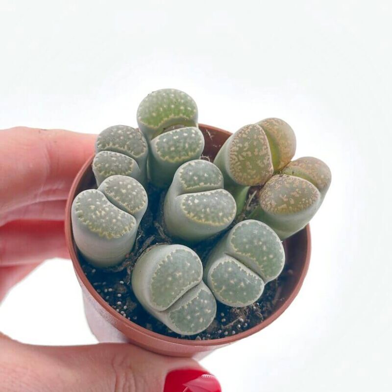 Lithops Large Living Stones Rocks Succulent A close-up of Lithops succulents, their vibrant patterns and stone-like appearance creating a stunning natural display, perfect for sunny indoor spaces