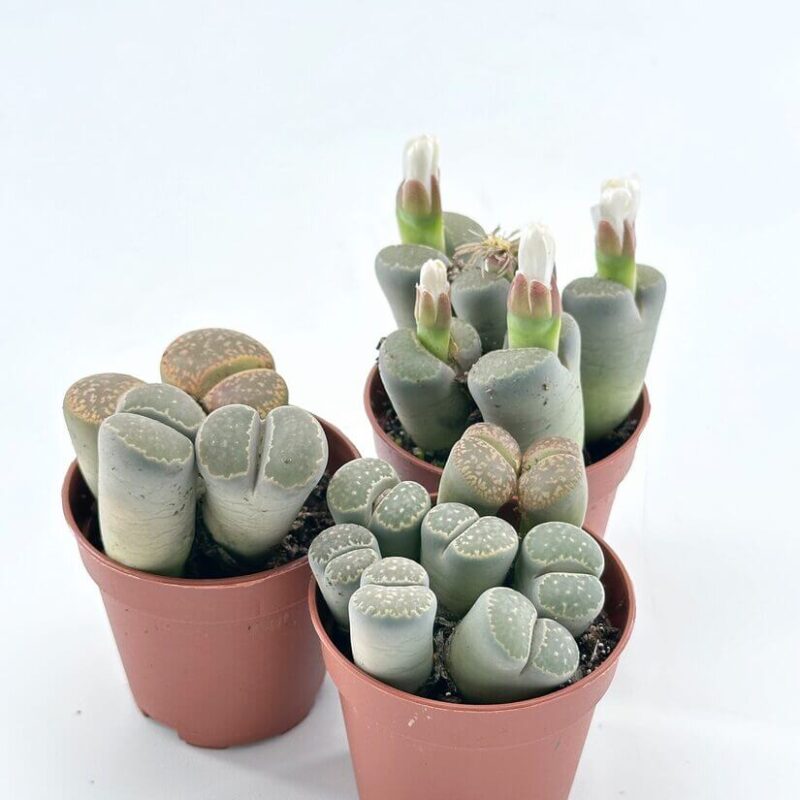 Lithops Large Living Stones Rocks Succulent Lithops, the living stones, are the perfect blend of beauty and resilience for your collection.