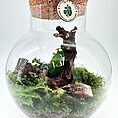 Stylish glass terrarium showcasing lush ferns, driftwood, and vibrant moss in a miniature ecosystem.