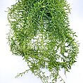 Lush hanging plant with cascading green stems and vibrant foliage brightening indoor spaces.