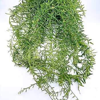 Lush hanging plant with cascading green stems and vibrant foliage brightening indoor spaces.
