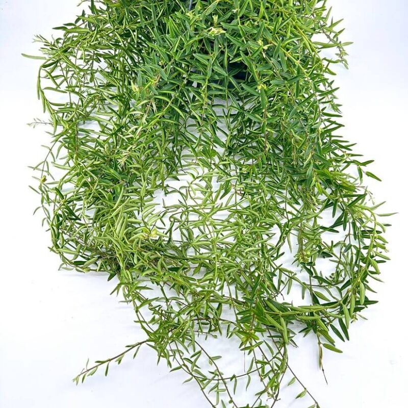 Lush Hanging Plant with Cascading Green Stems Lush hanging plant with cascading green stems and vibrant foliage brightening indoor spaces.