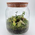 Elegant terrarium with diverse plants, vibrant moss, and a natural cork lid in glass container.