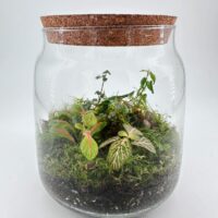 Elegant terrarium with diverse plants, vibrant moss, and a natural cork lid in glass container.