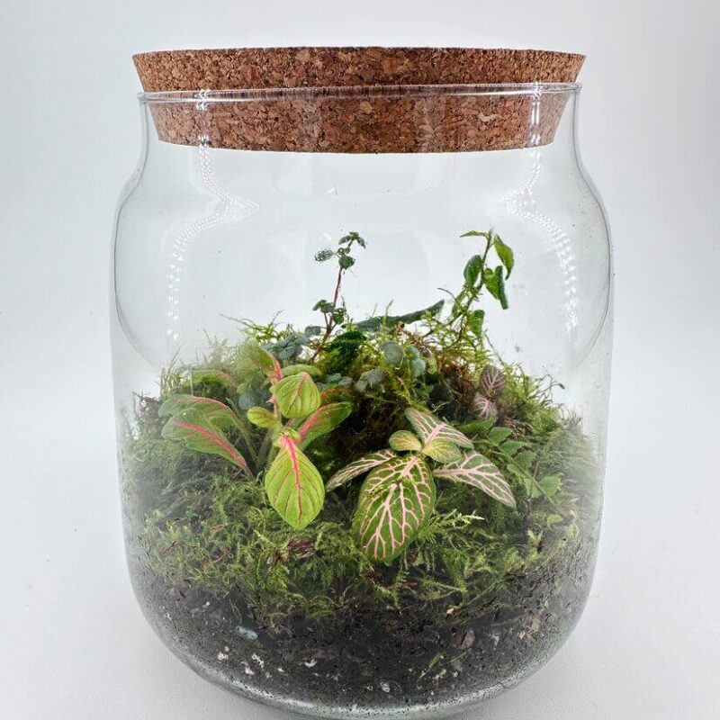 Lush Terrarium with Vibrant Plants and Cork Lid Elegant terrarium with diverse plants, vibrant moss, and a natural cork lid in glass container.