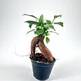 Bonsai-style potted plant with twisted trunk, lush green leaves, and minimalist white background.