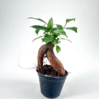 Bonsai-style potted plant with twisted trunk, lush green leaves, and minimalist white background.